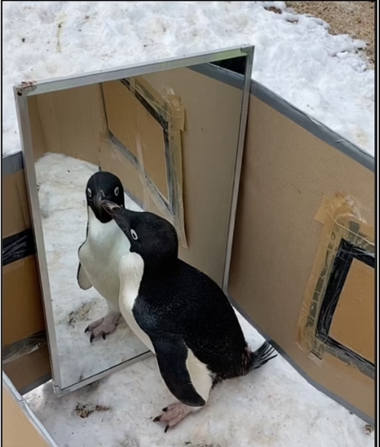 Вчені з'ясували неймовірний факт про пінгвінів: вони мають одну з людських особливостей